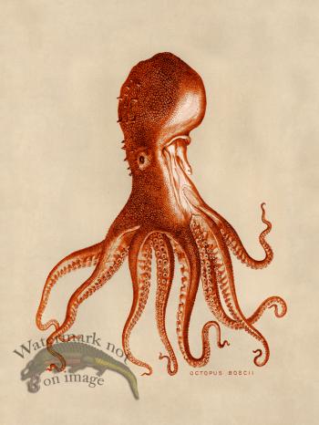 Octopus Orange 16
